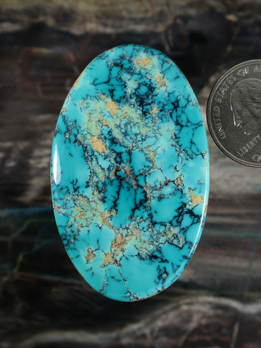 An oval turquoise cabochon stone with prominent gold and black matrix veining, shown next to a US quarter coin for scale on a dark textured background.