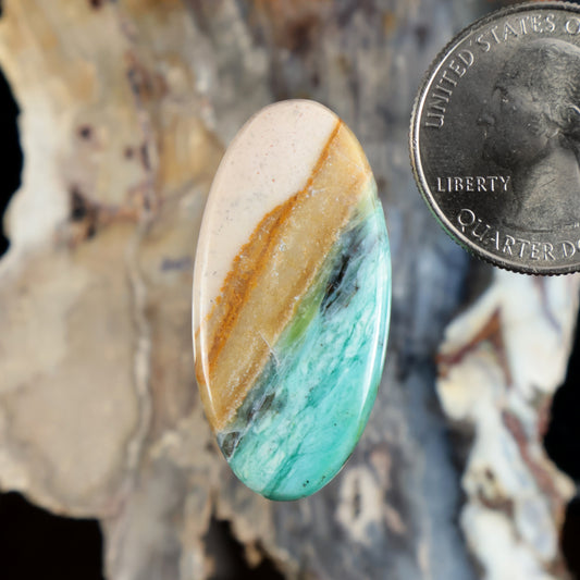 Oval opalized petrified wood cabochon with white, gold, and blue-green bands