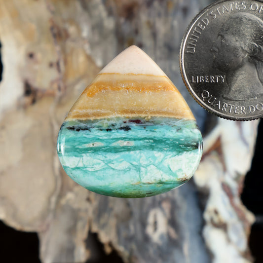 Teardrop opalized petrified wood cabochon with turquoise-blue banding, polished