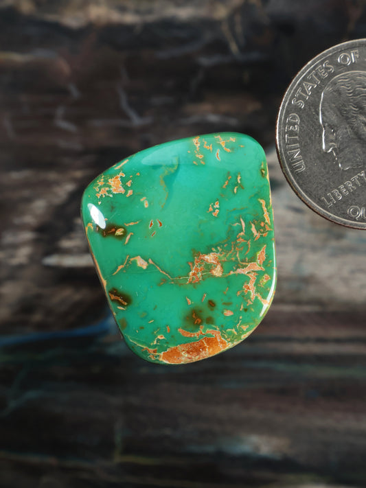 Royston Montezuma Turquoise Cabochon Q101