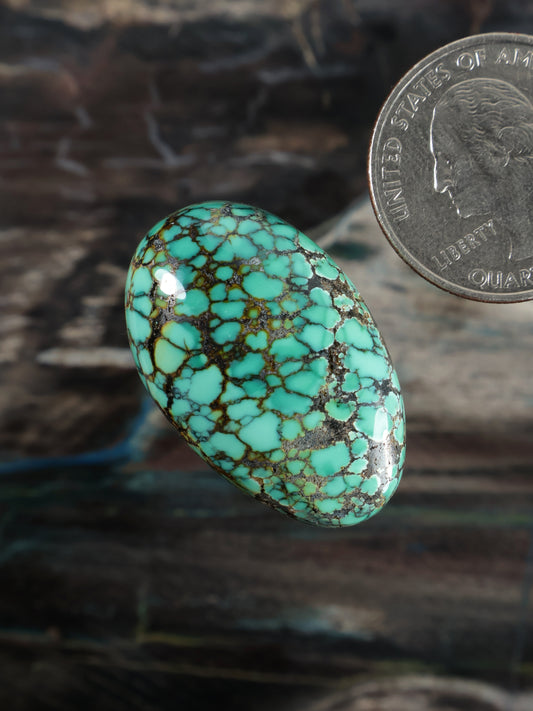 Skyhorse Turquoise Cabochon Q062