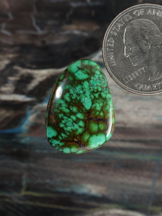 Skyhorse Turquoise Cabochon Q059