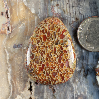 Dinosaur gembone cabochon, teardrop oval, brown-and-cream spotted pattern; near coin scale