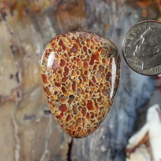 Dinosaur gembone cabochon, teardrop oval, honey-brown with cream veining; by coin
