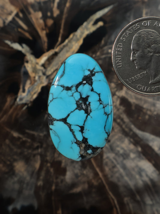 Oval turquoise cabochon with dark webbed matrix veining