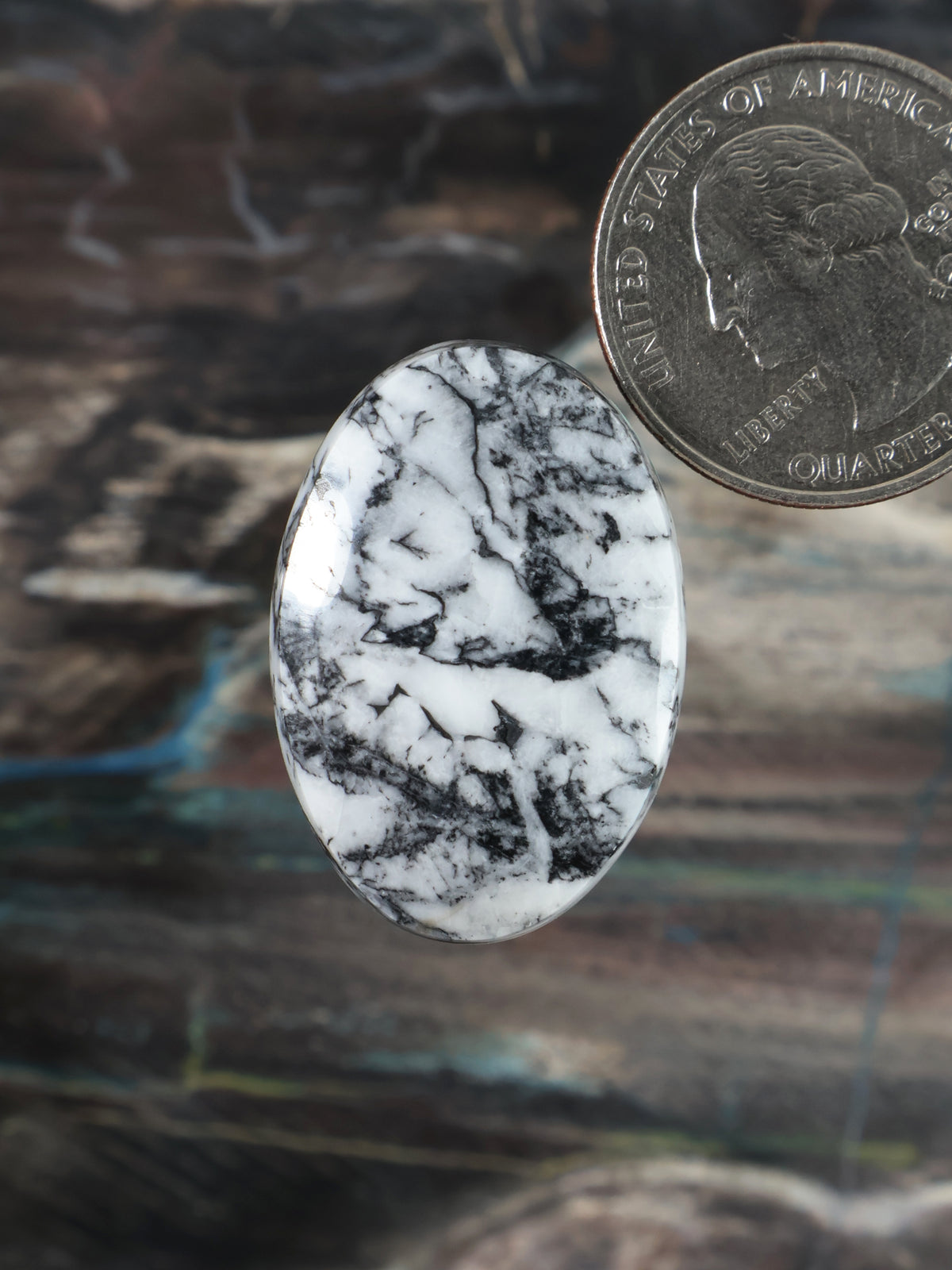 Oval white cabochon with black webbed veining; size shown beside coin
