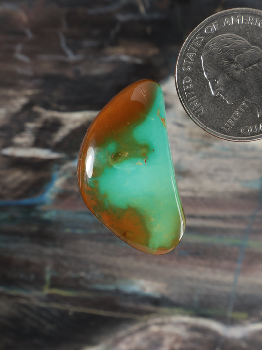 Turquoise cabochon gemstone with oval shape and amber-brown matrix edging