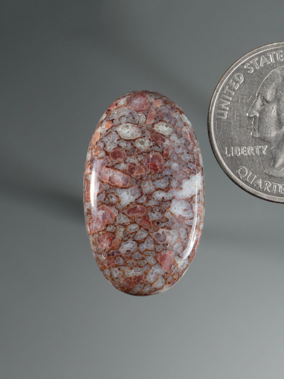 Dinosaur Gembone Cabochon B163