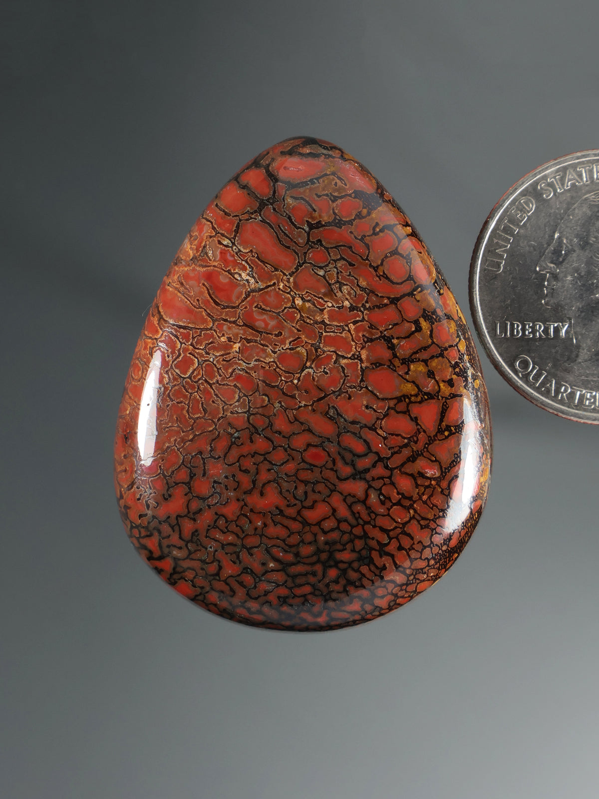 Dinosaur Gembone Cabochon B201