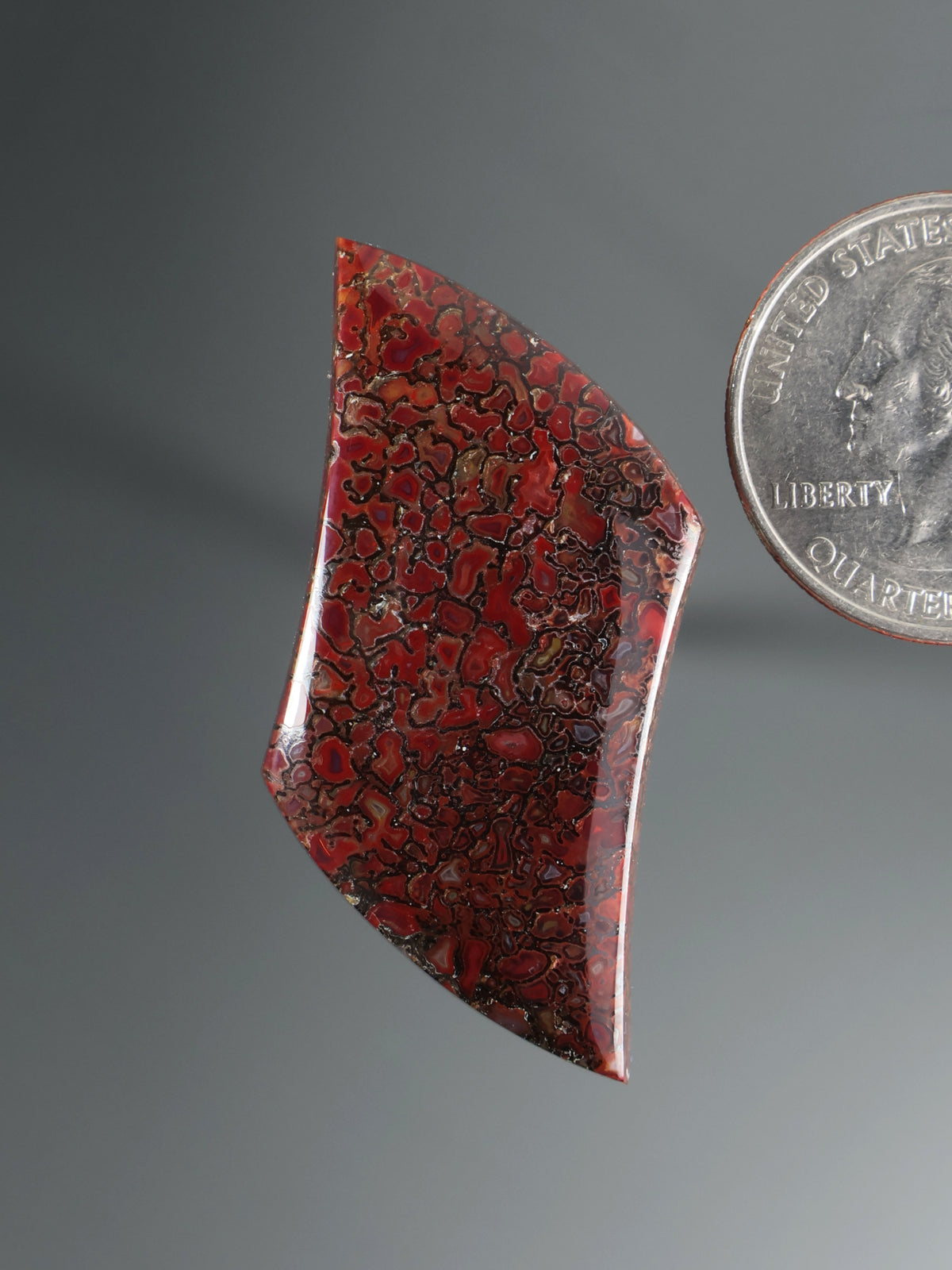 Dinosaur Gembone Cabochon B202