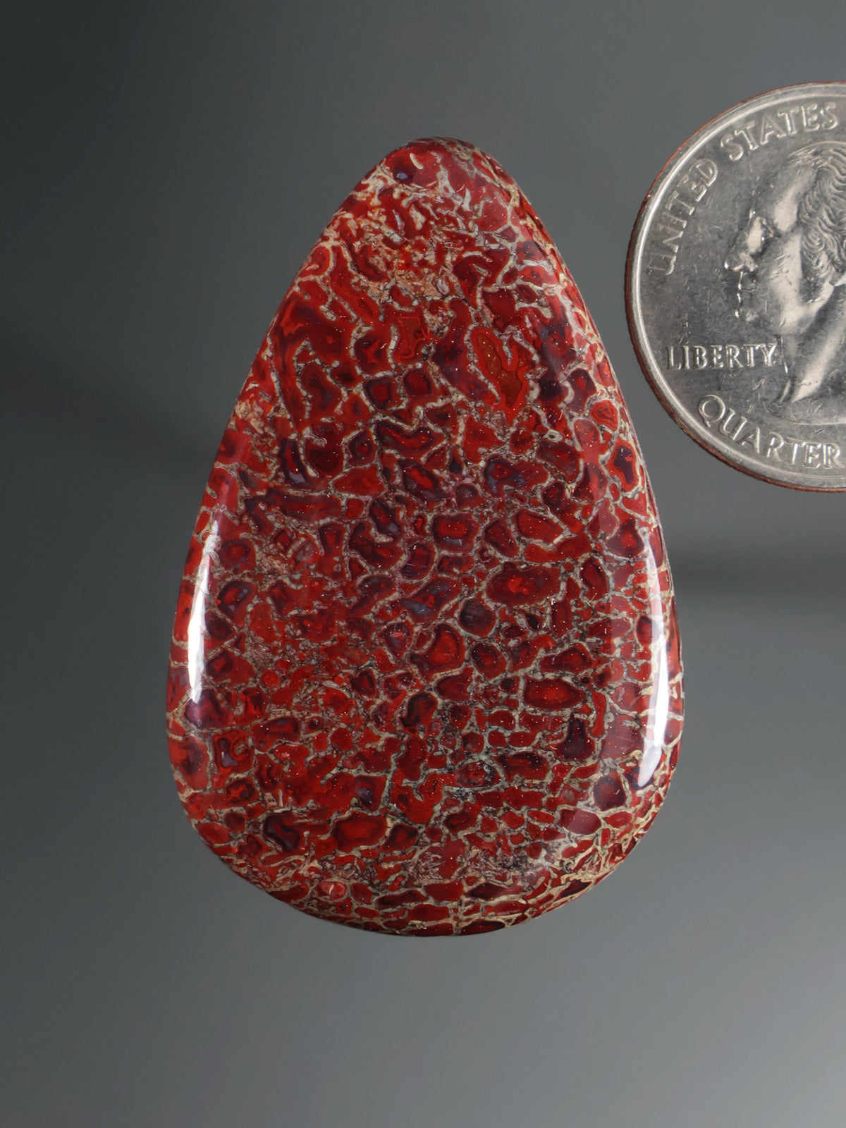 Dinosaur Gembone Cabochon B200